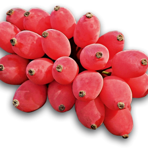 Berberis PNG
