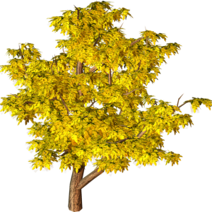 tree PNG