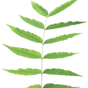 Green leaf PNG