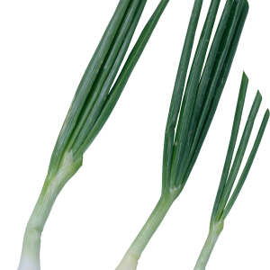 Leek PNG