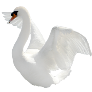 Swan PNG