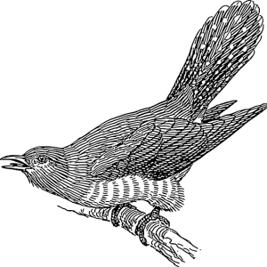 Cuckoo PNG