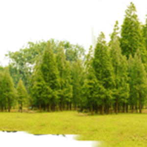 Forest PNG
