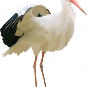 Stork PNG