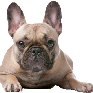 small bulldog PNG