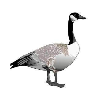 Goose PNG