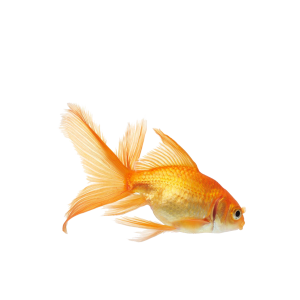 Goldfish PNG