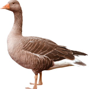 Goose PNG