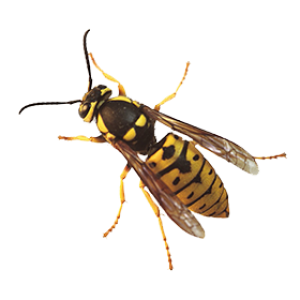 Wasp PNG