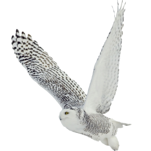 Owl PNG