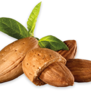 Almond PNG