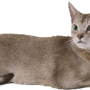 Cat laying PNG