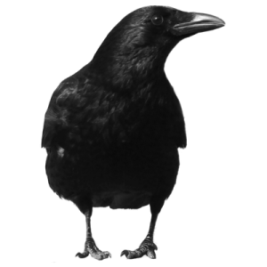 Raven PNG