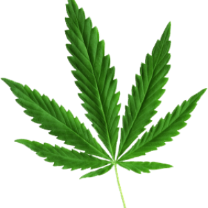 Cannabis PNG