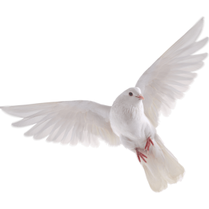 white dove pigeon PNG
