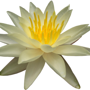 Lotus flower PNG