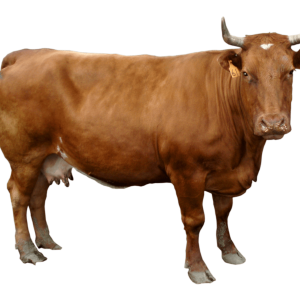 cow PNG