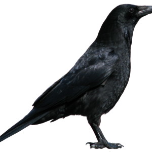 Crow PNG image