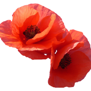 Poppy flowers PNG