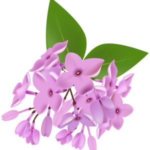 Lilac PNG