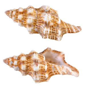 Seashell PNG