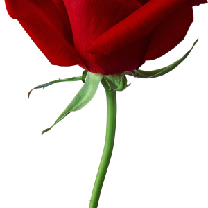 Rose PNG