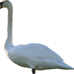 Swan PNG