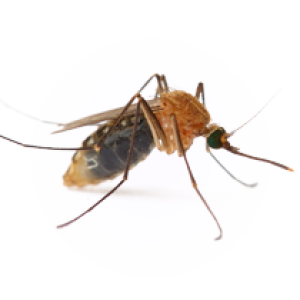Mosquito PNG