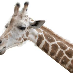 Giraffe PNG
