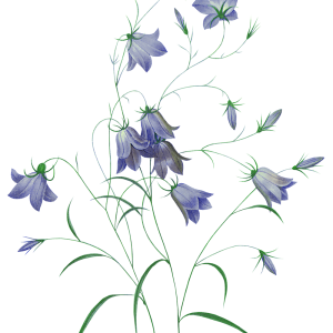 Bellflower PNG