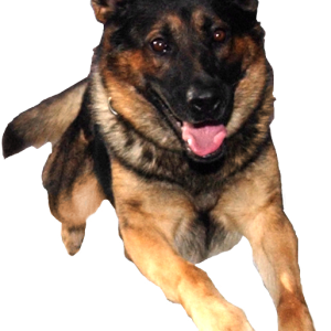 German Shepherd PNG
