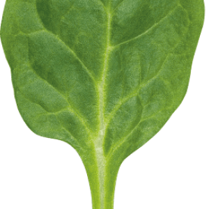 Spinach PNG