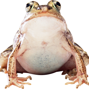 Frog PNG