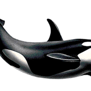 Whale PNG