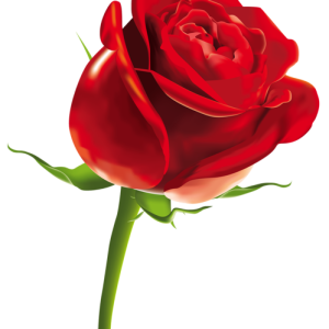 Rose PNG
