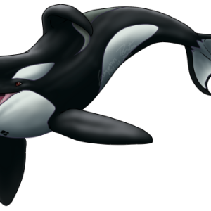 Killer whale PNG