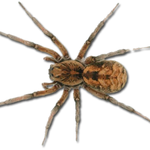 Spider PNG image