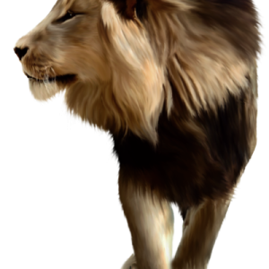 Lion PNG image, free image download, picture, lions