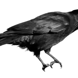 Crow PNG image
