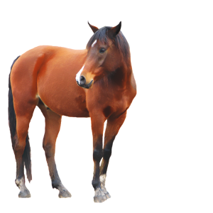 Horse png image
