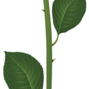 Rose PNG
