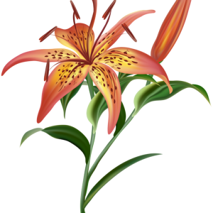 Lilium PNG