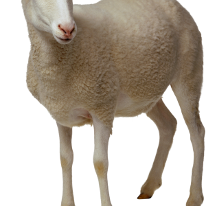 sheep PNG image