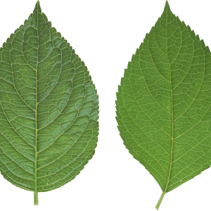 Green leaf PNG