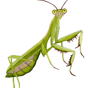 Mantis PNG