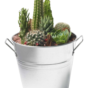 Cactus PNG image