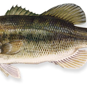 Fish PNG