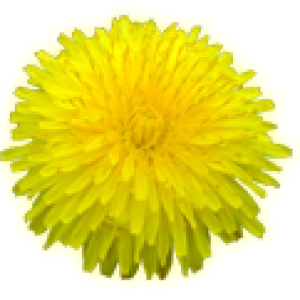 Dandelion PNG