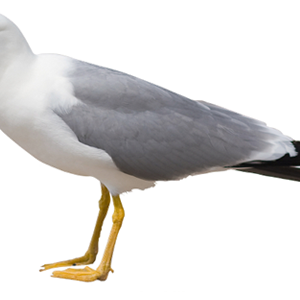 Gull PNG