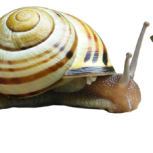 Snail PNG
